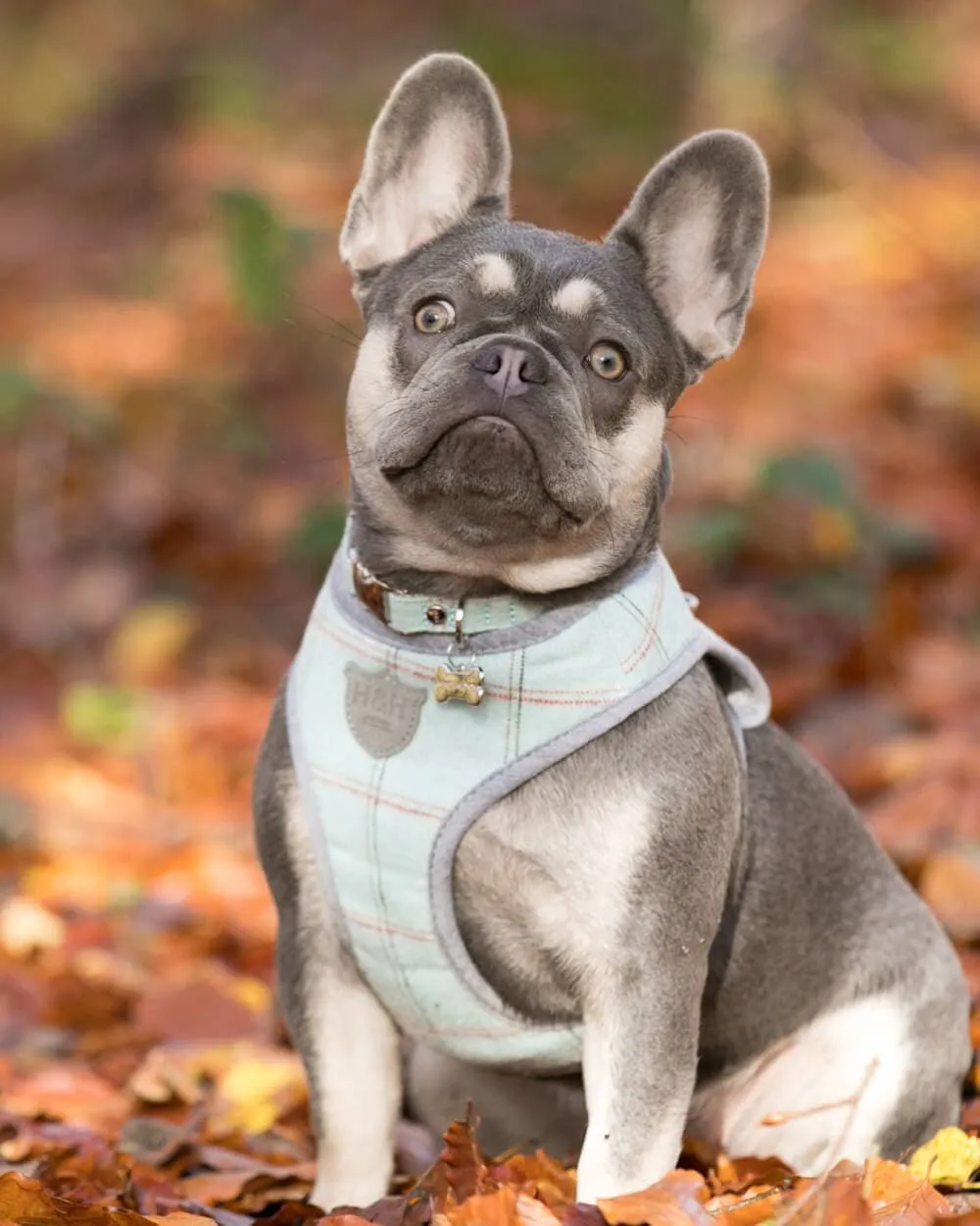 Aqua Checked Tweed Dog Harness