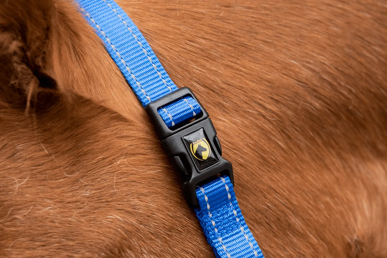 XS Mini Foal Halter in Blue